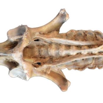 Horse (foal) pelvis dissection - ligaments"