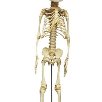 Fetus Skeleton, 30. week"