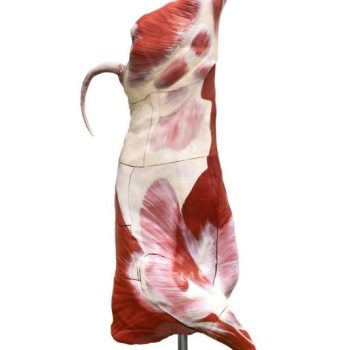 Half-Carcass beef (bull) model, natural size