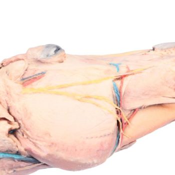 Horse sagittal half-head