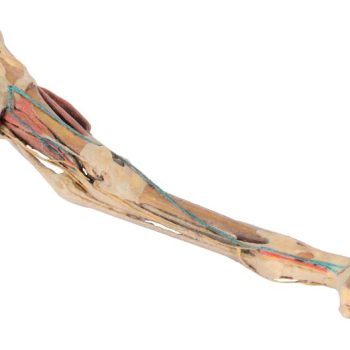 Horse hindlimb - muscles, tendons, ligaments, vessels and nerves distal to the stifle