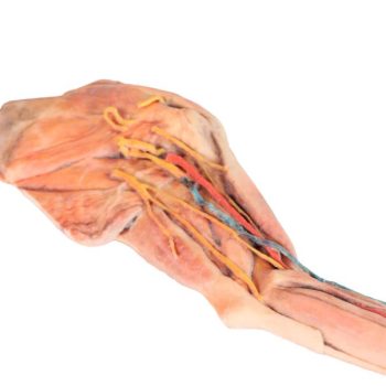 Dog forelimb - muscles, tendons, ligaments, vessels and nerves distal to the elbow