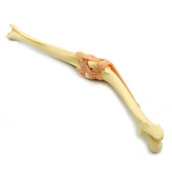 Canine Leg With Knee Joint And Ligaments (Marrow)d