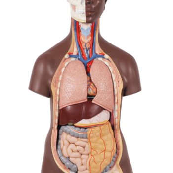 Deluxe Dual Sex Torso Model, 24 part, dark skin