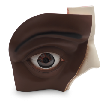 Human Eye Model, 5 times Full-Size, 12 part, dark skin