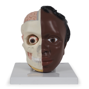 Head Model Dark/Light Skin
