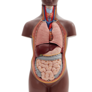 Mini Human Torso Model, 12 part, dark skin