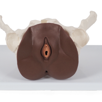 Female Pelvis Skeleton with Genital Organs, dark skin, 3 part