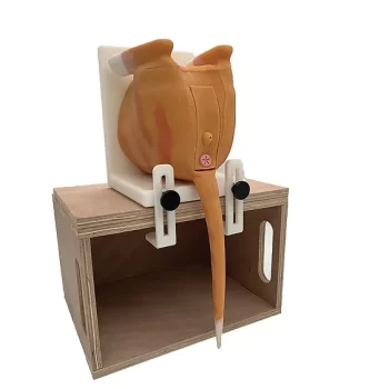 Male eline Urinary Catheter Model