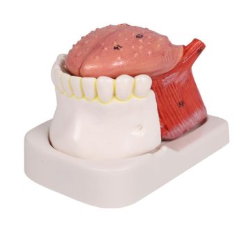 Tongue and teeth model, life size, 4-part