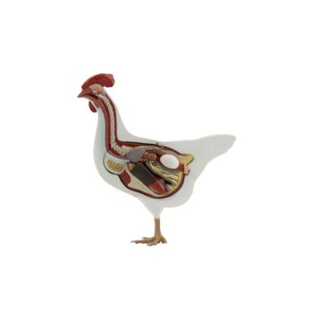 Hen Training Model