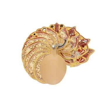 Sectional Head Anatomy with MR Images