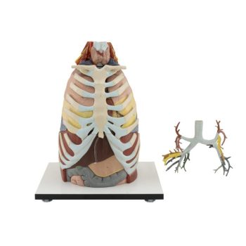 Thoracic Anatomy Model