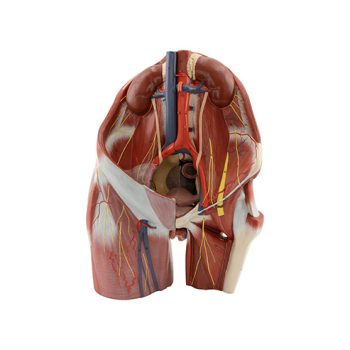 Female Pelvis and Posterior Abdomen Wall