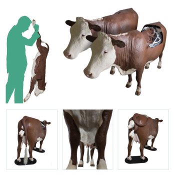 Hereford Dystocia Simulator