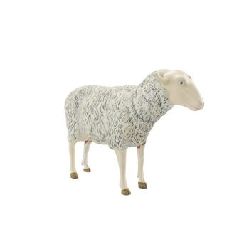 Sheep Model excellent Discriptions
