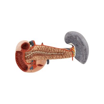 Pancreas with spleen and Duodenum