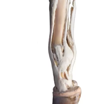 Ox foot - tendons and ligaments