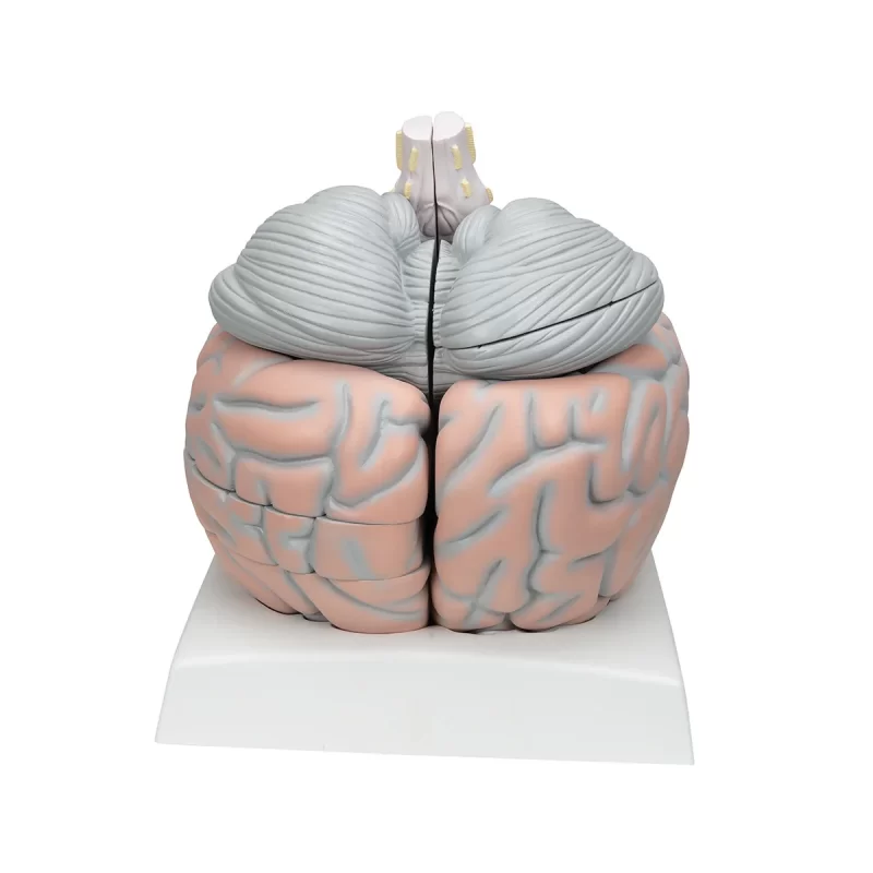 Full Range of Brain Models from Medstore – Medstore