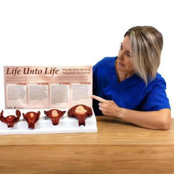 Life Unto Life™: The Early Weeks of Pregnancy Display, English/Spanish