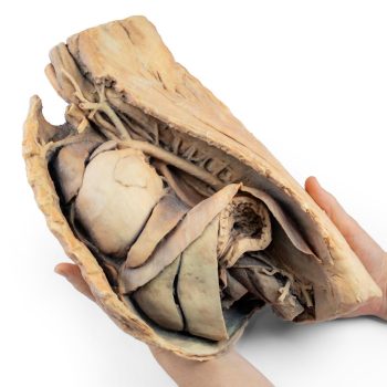 Canine thoracic cavity left side