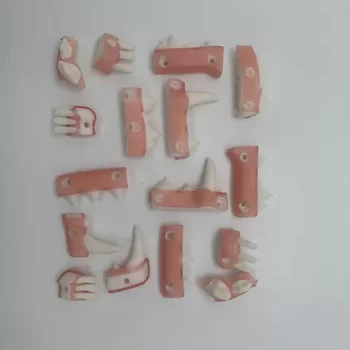 Mesocephalic Standard Teeth Set
