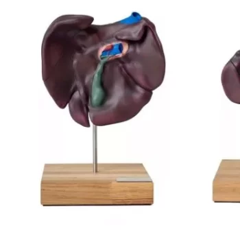 Comparative model of the liver structure of pig, cattle, horse