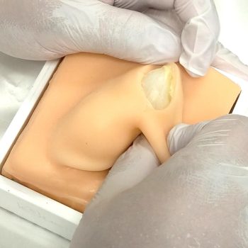 Dogs castration - training model