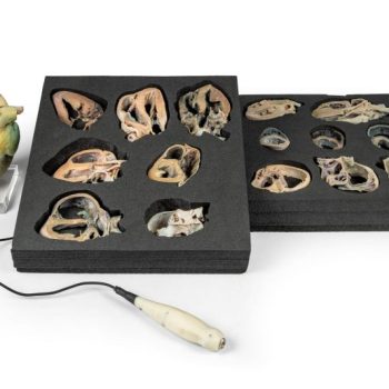 Canine Echocardiography Kit