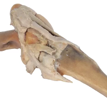 Horse stifle joint dissection"