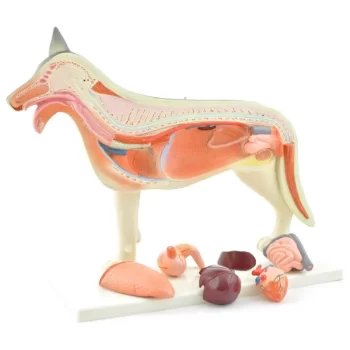 Disassemble Canine Model