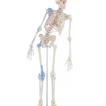 A new Range of Skeletal Models from Medstore