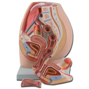 Life size Female Pelvis