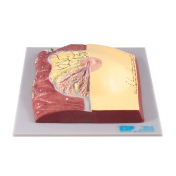 Mammary Gland, Life Size