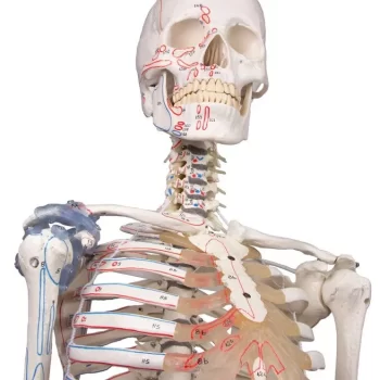 A New Full Range of Skeleton Training Models now Available from Medstore