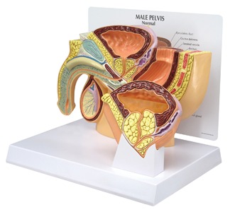 Male Pelvis BPH model