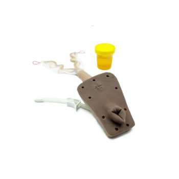 Uterus - Sampling & Catheterization