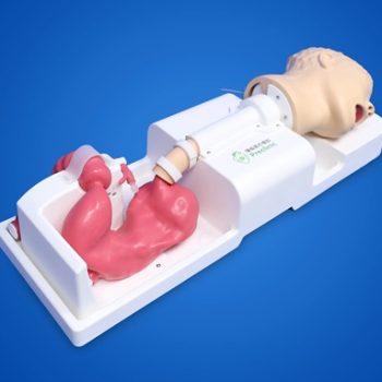 Upper Gastrointestinal training model