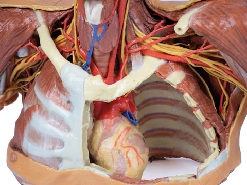 Head, Neck and Shoulder with angiosomes - Image 2