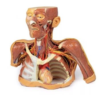 Head, Neck and Shoulder with angiosomes