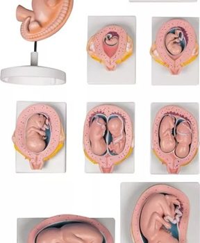 Pregnancy Model Set, 9 models