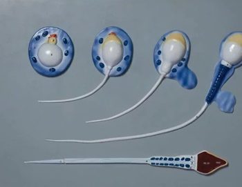 model of spermatogenesis
