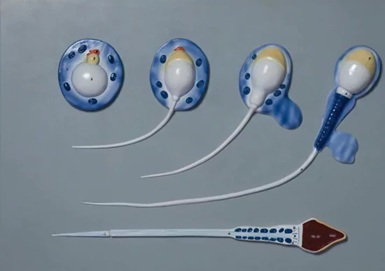 model of spermatogenesis