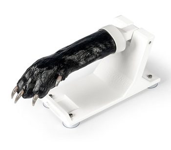 Canine claw trimming paw