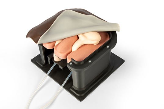 Equine Castration Surgical Simulator - Image 3