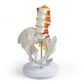 Male pelvis, lumbar spine with muscles