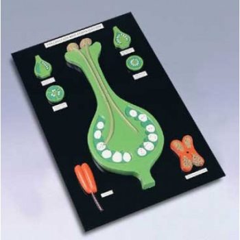 Pollination and Fertilisation