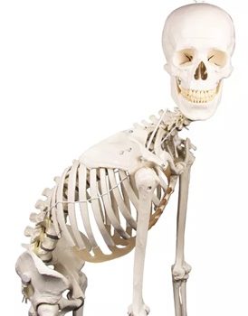 Great Value on First Class Skeletal Models