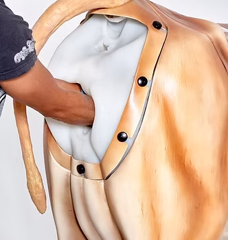 Birthing Shroud Rump & Vagina Entrance