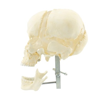 Adult Skull Bones